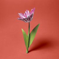 Grußkarte Tulpe Gestreift I Faltmeister