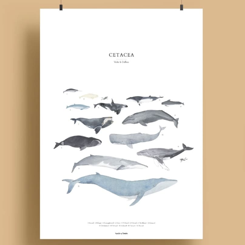 Poster A4 Druck „Wale cetacea” , tucan y limon