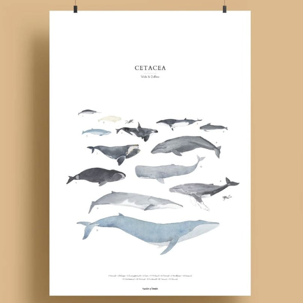 Poster A4 Druck „Wale cetacea” , tucan y limon