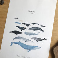 Poster A4 Druck „Wale cetacea” , tucan y limon