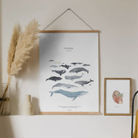 Poster A4 Druck „Wale cetacea” , tucan y limon