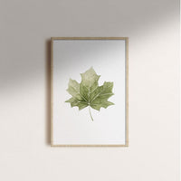 A5 Poster „Ahornblatt” von tucan y limon, Druck auf Papier, mit Ahornblatt-Design, ideal für Papeterie und Dekoration.