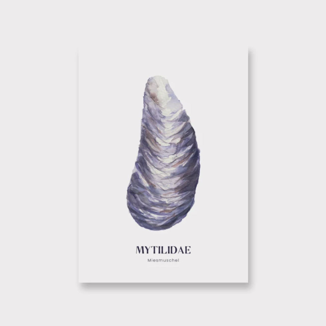 Poster „Miesmuschel“ DIN A4 | saltwaterdesigns