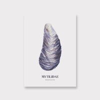 Poster „Miesmuschel“ DIN A4 | saltwaterdesigns